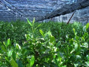 shaded green tea leaves