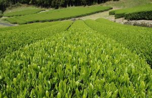 Green tea harvests in Japan