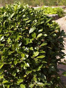 Camellia sinensis