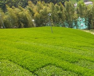 tea field