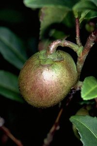 Tea fruit
