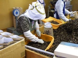 workers hakuta bancha