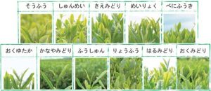 Japanese tea cultivar list