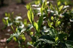 Musashikaori tea plant