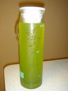 cold brewing japanese greeen tea