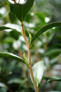 Soufuu tea cultivar