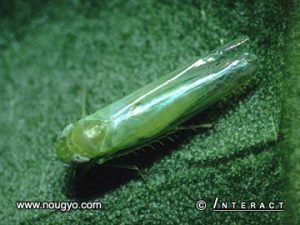 Tea green leafhopper