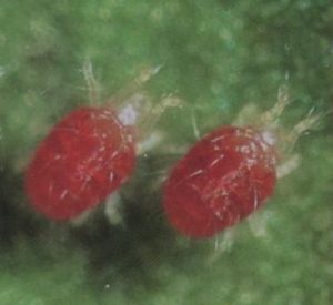 kanzawa spider mite