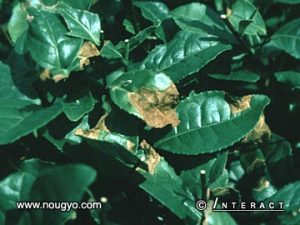 anthracnose