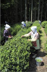 Tea field in Kousanji
