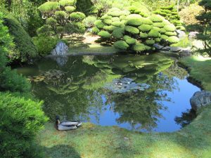 Japanese Tea Garden San Francisco pond