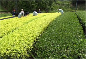 artificial white leaf tea