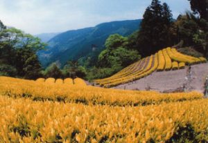 hakuyoucha white leaf tea