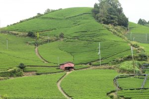 Ishitera tea field