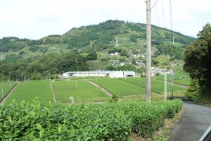 Sugimoto Seicha tea factory tour