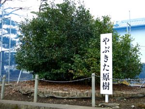 yabukita original tea plant