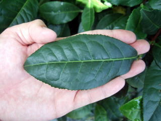 Izumi cultivar