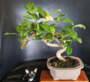 tea plant bonsai