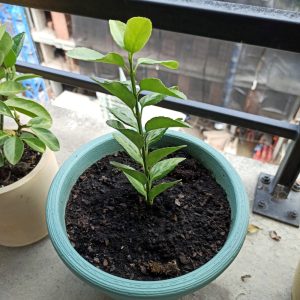 I propagated my first tea plant
