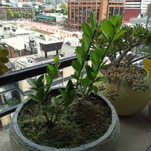 my two tea plants