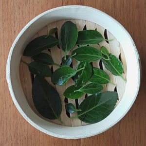 how to make sencha from your tea plant